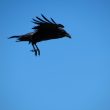 Grand Corbeau « atterrissant »